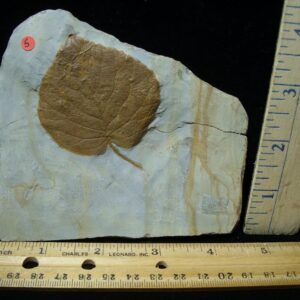 Davidia antiqua Fossil Leaf  (102722b)