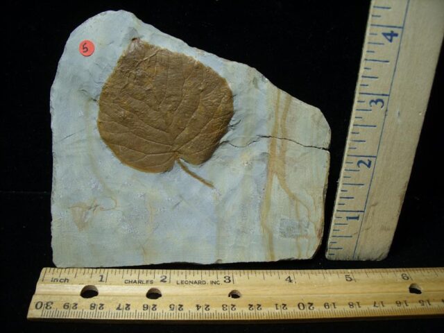 Davidia antiqua Fossil Leaf  (102722b)
