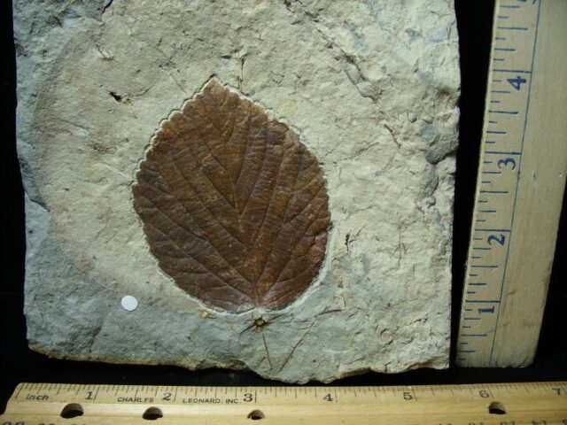 Davidia antiqua Fossil Leaf  (102722e)