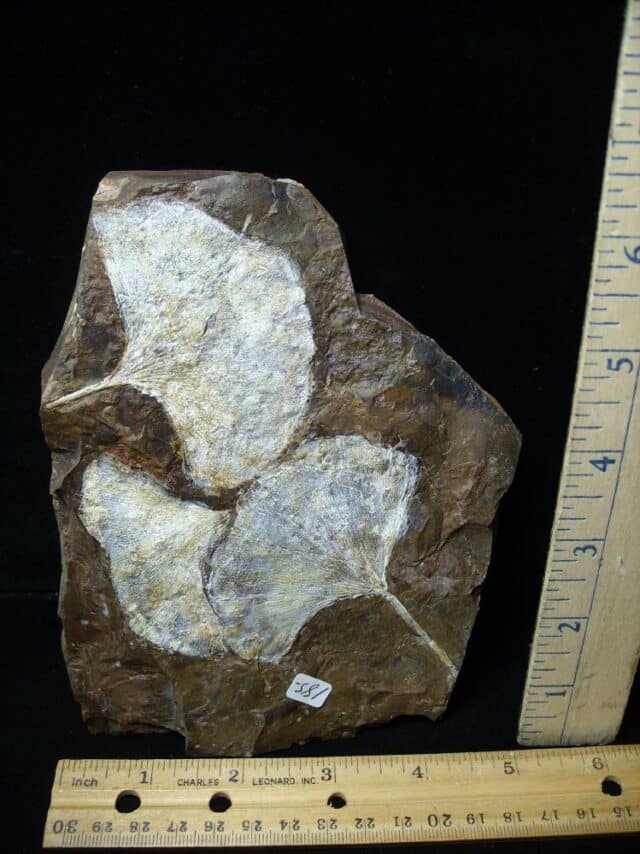 Fossil Ginkgo Leaf (102722g)