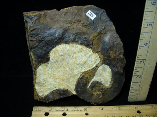 Fossil Ginkgo Leaf (102722h)