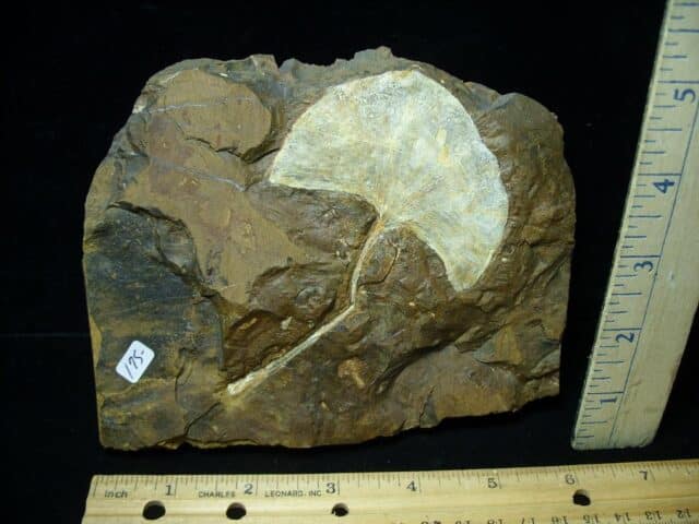 Fossil Ginkgo Leaf (102722j)