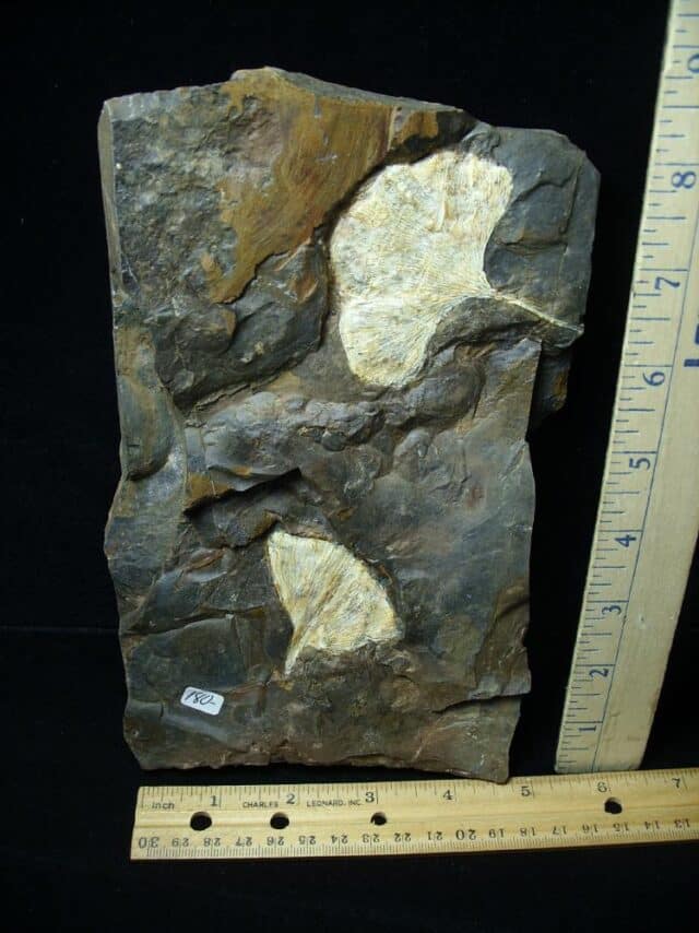 Fossil Ginkgo Leaves (102522z)