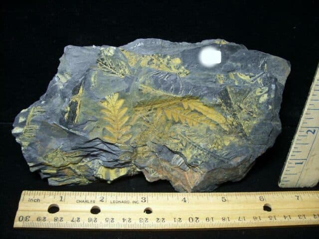 Pennsylvanian Fossil Fern Imprints (102722m