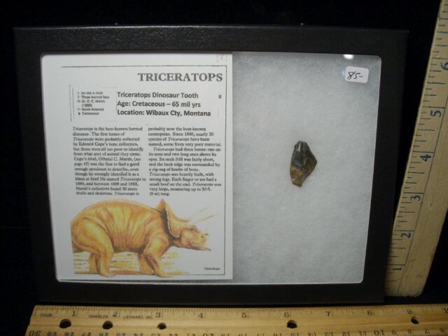 Triceratops Dinosaur Tooth (102822c)... ON HOLD for Michael S...10/27/22