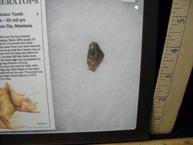 Triceratops Dinosaur Tooth (102822c)... ON HOLD for Michael S...10/27/22 - Image 2