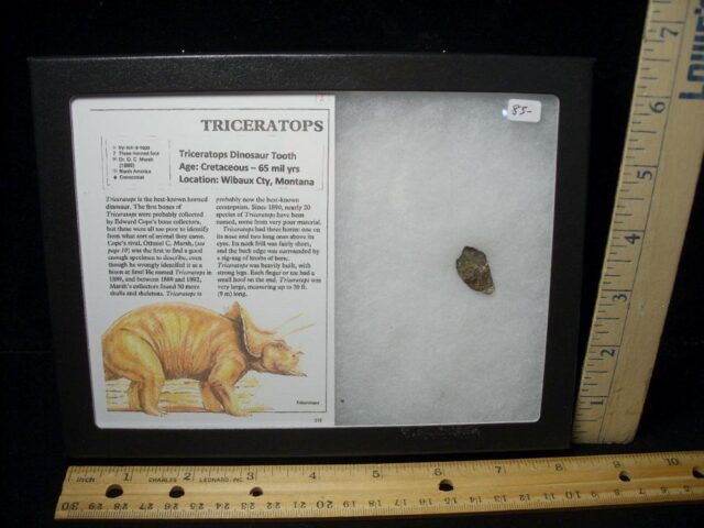 Triceratops Dinosaur Tooth (102822d)