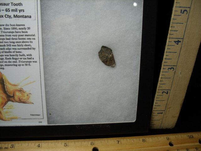 Triceratops Dinosaur Tooth (102822d) - Image 2