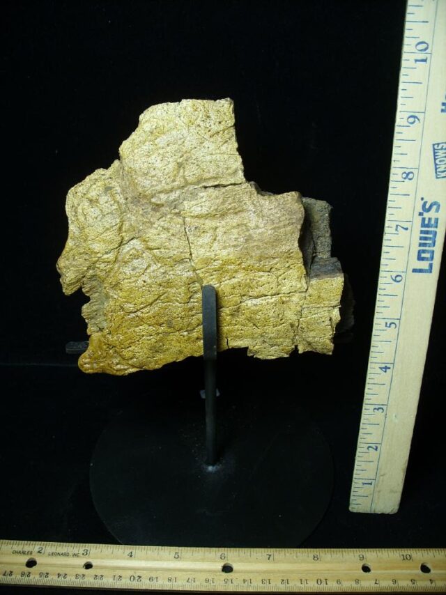 Large Triceratops Dinosaur Shield Section (102822e) - Image 3