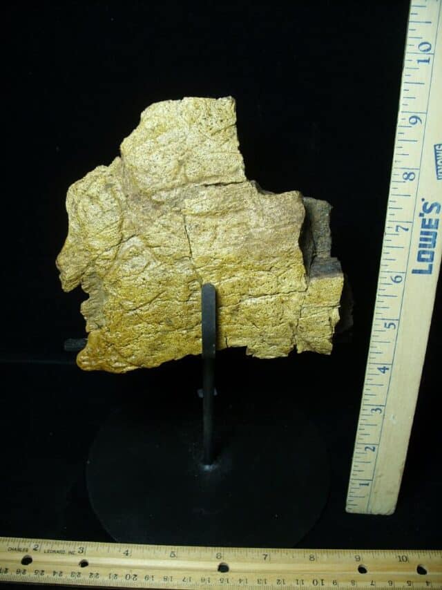 Large Triceratops Dinosaur Shield Section (102822e) - Image 4