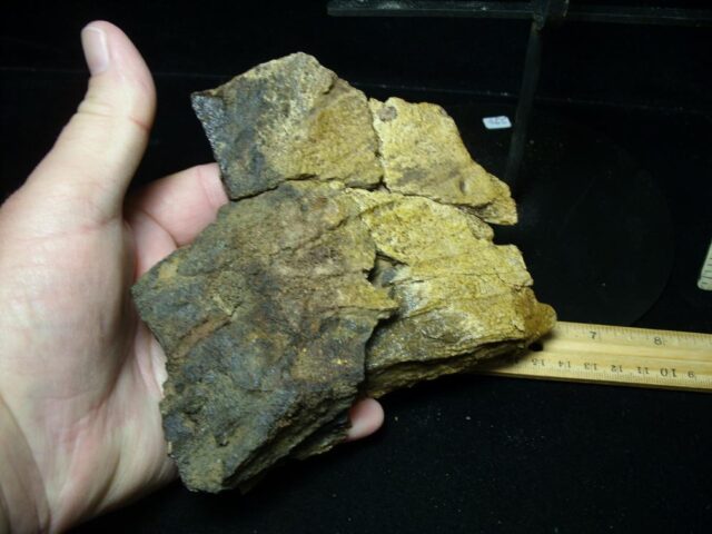 Large Triceratops Dinosaur Shield Section (102822e) - Image 5
