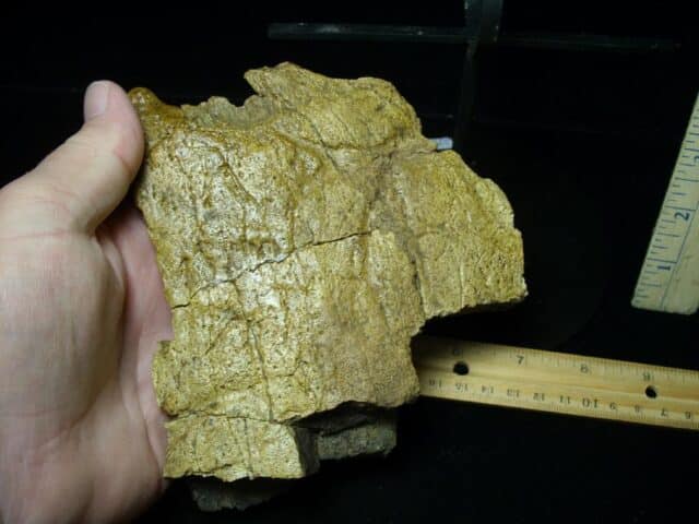 Large Triceratops Dinosaur Shield Section (102822e)