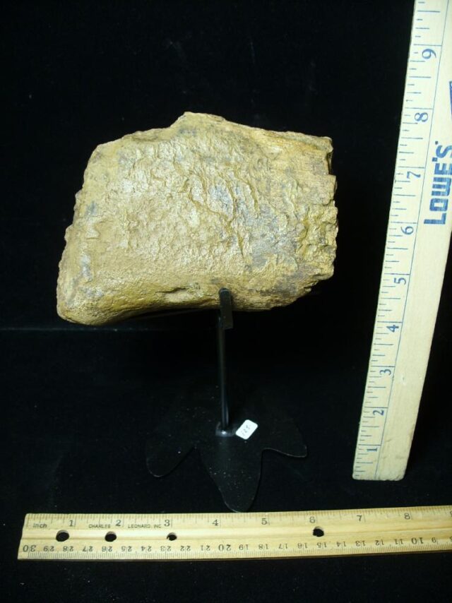 Partial Triceratops Dinosaur Bone (102822f)