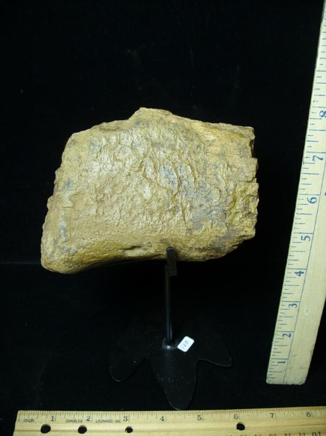 Partial Triceratops Dinosaur Bone (102822f) - Image 3