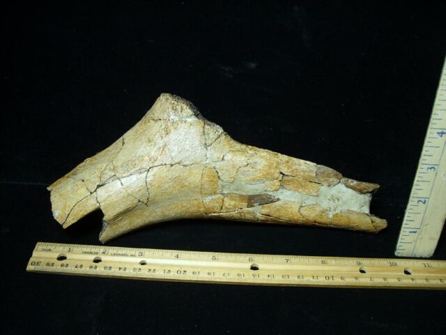 Partial Triceratops Dinosaur Bone (102822g)