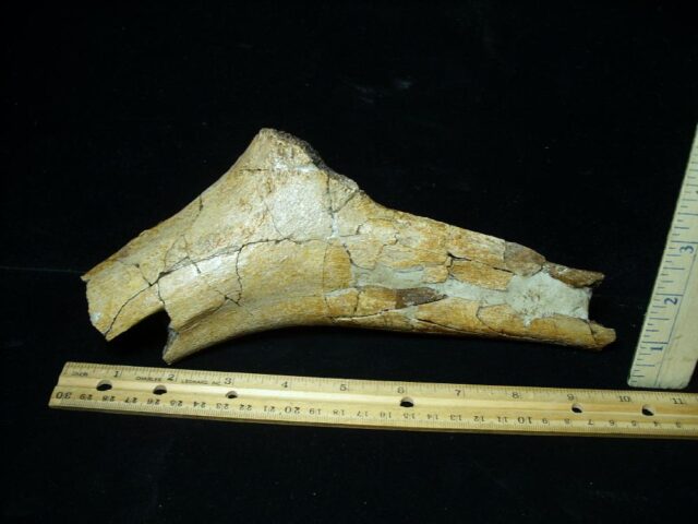 Partial Triceratops Dinosaur Bone (102822g) - Image 3