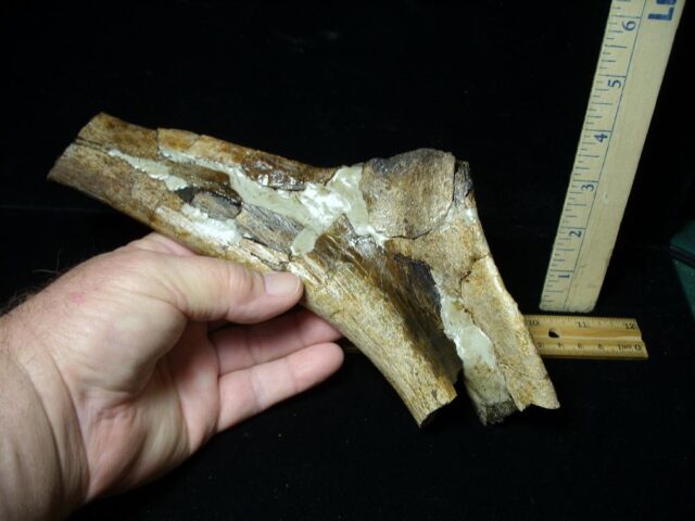 Partial Triceratops Dinosaur Bone (102822g) - Image 4