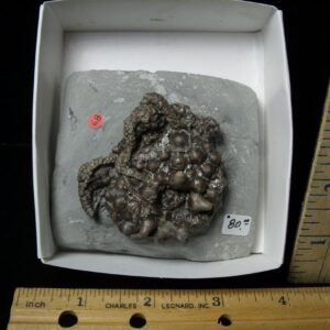 Indiana Fossil Crinoid (102822k)