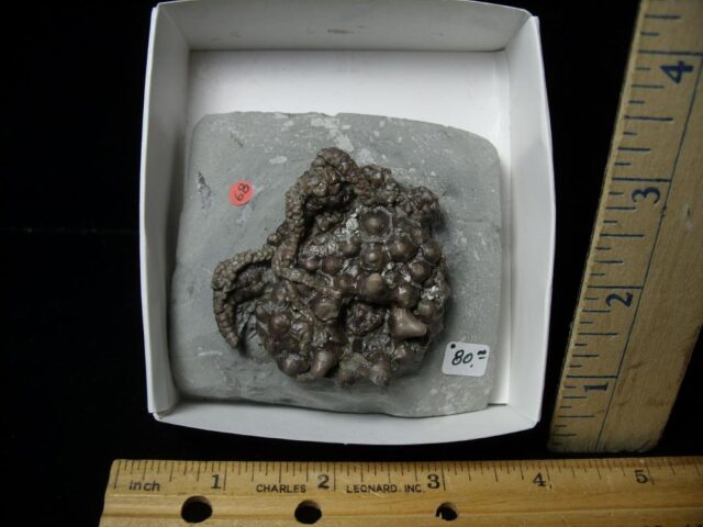 Indiana Fossil Crinoid (102822k)