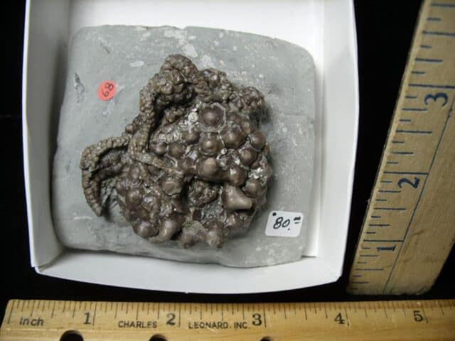 Indiana Fossil Crinoid (102822k) - Image 2