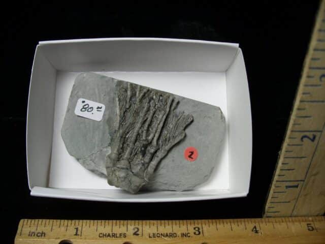 Indiana Fossil Crinoid (102822m)