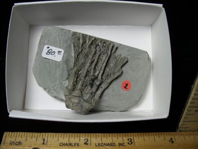 Indiana Fossil Crinoid (102822m) - Image 2