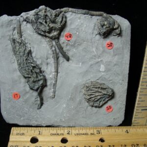 Indiana Fossil Crinoids (103122a)....On Hold