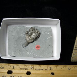 Indiana Fossil Crinoid (103122b)