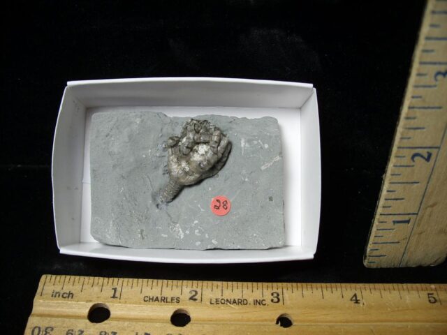 Indiana Fossil Crinoid (103122b)