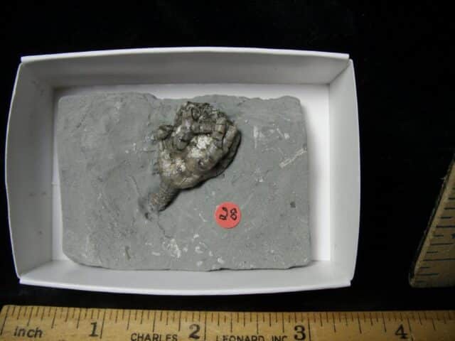 Indiana Fossil Crinoid (103122b) - Image 2
