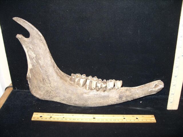 Large Fossil Bison Jaw (110122c)