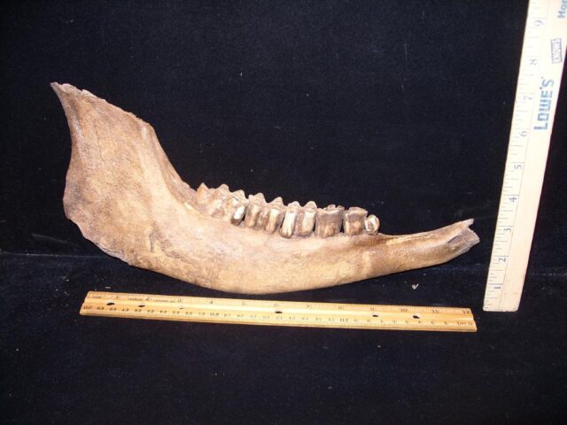 Large Fossil Bison Jaw (110122d)