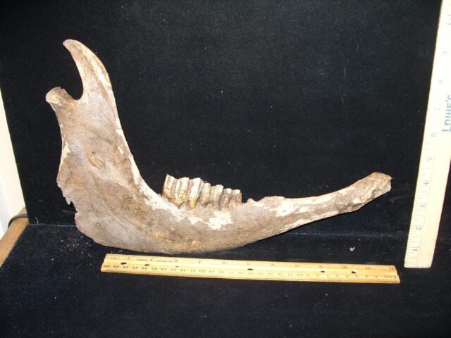 Large Fossil Bison Jaw (110122e)
