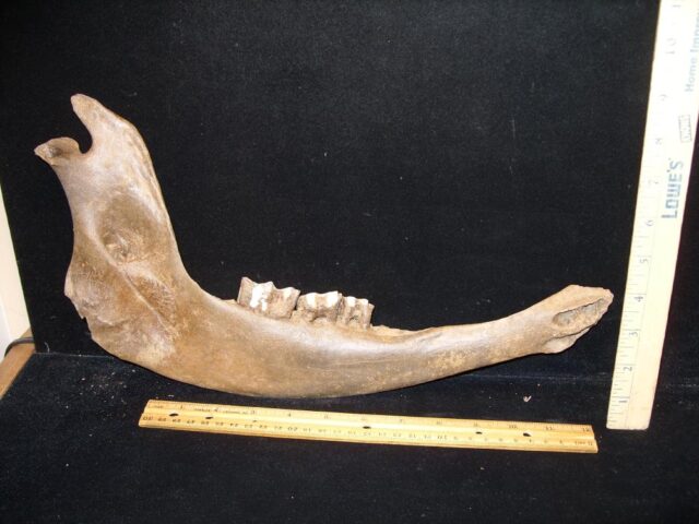 Large Fossil Bison Jaw (110122f)