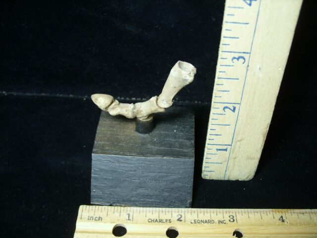 Oreodont -  Articulated Toe (101922r)...*"BELOW DEALER COST" 