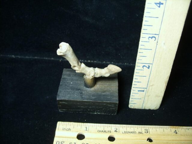 Oreodont -  Articulated Toe (101922r)...*"BELOW DEALER COST"  - Image 2