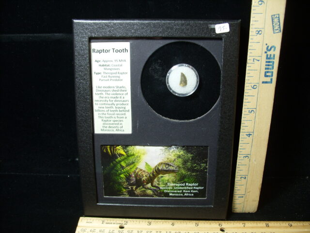 Authentic Raptor Dinosaur Tooth (032525a) - Image 3