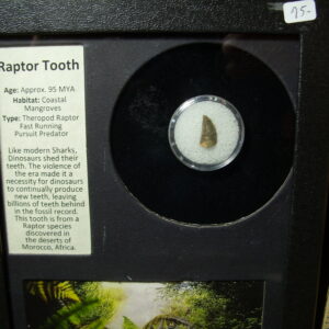Authentic Raptor Dinosaur Tooth (032525a)