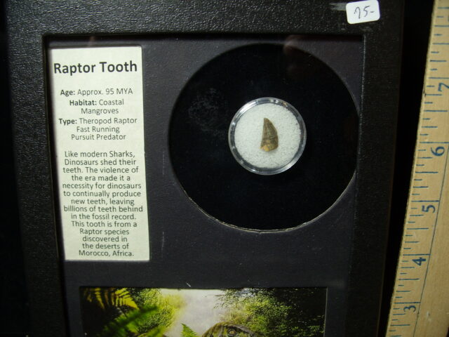Authentic Raptor Dinosaur Tooth (032525a)
