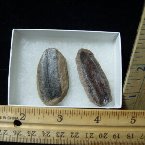 Mazon Creek Fern Fossil Nodule (041125a)