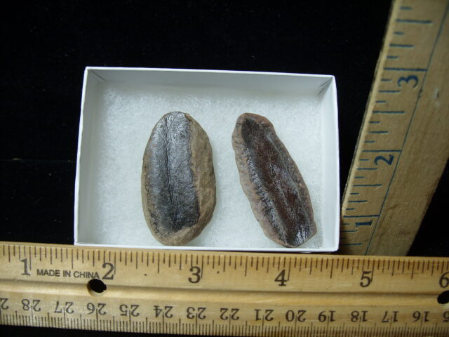 Mazon Creek Fern Fossil Nodule (041125a)