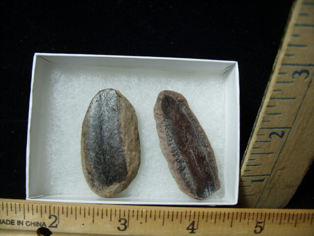 Mazon Creek Fern Fossil Nodule (041125a) - Image 2