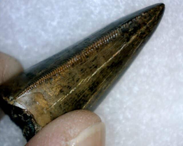 T rex Dinosaur Tooth (100422f) - Image 6