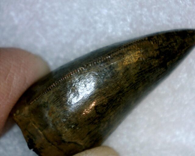 T rex Dinosaur Tooth (100422f) - Image 7