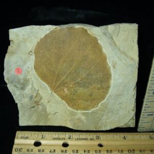 Fossil Tree Leaf  (110222a)