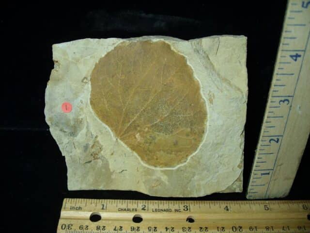 Fossil Tree Leaf  (110222a)