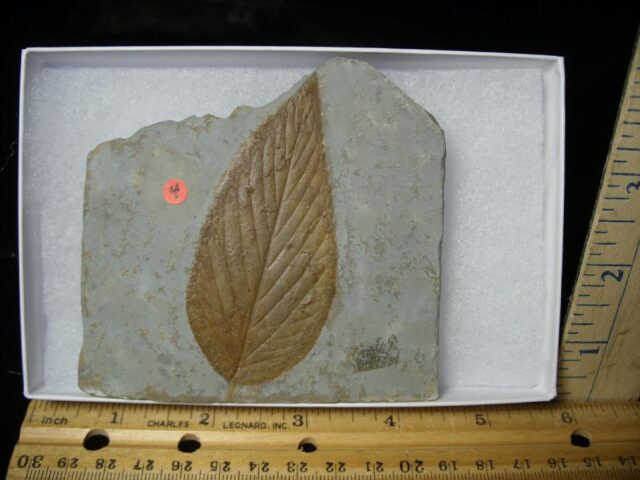 Fossil Tree Leaf  (110222c)