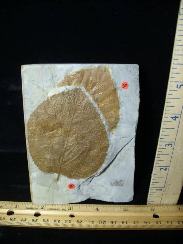 Fossil Tree Leaf  (110222d)