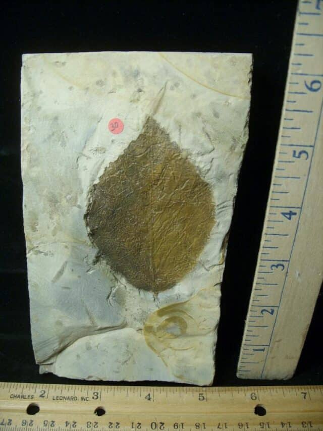 Fossil Tree Leaf  (110222e)