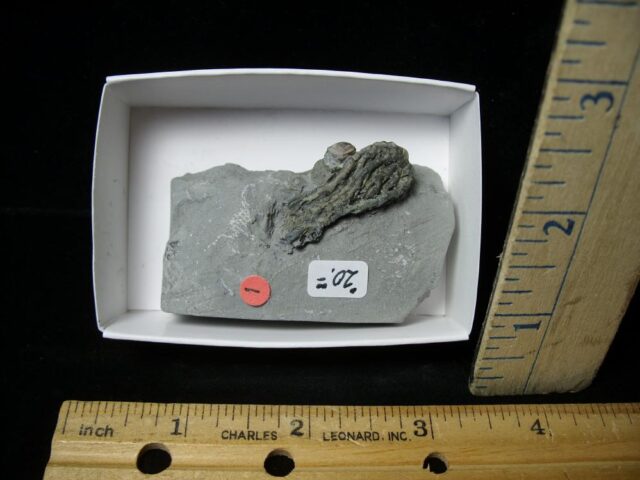 Indiana Fossil Crinoid (110222g)....On Hold
